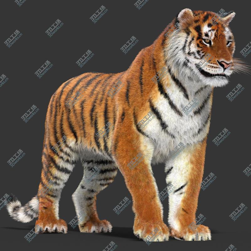 images/goods_img/20210319/Tiger (Rigged, Fur)/3.jpg